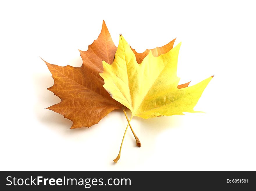 Yellow isolated maple leaves on a white background