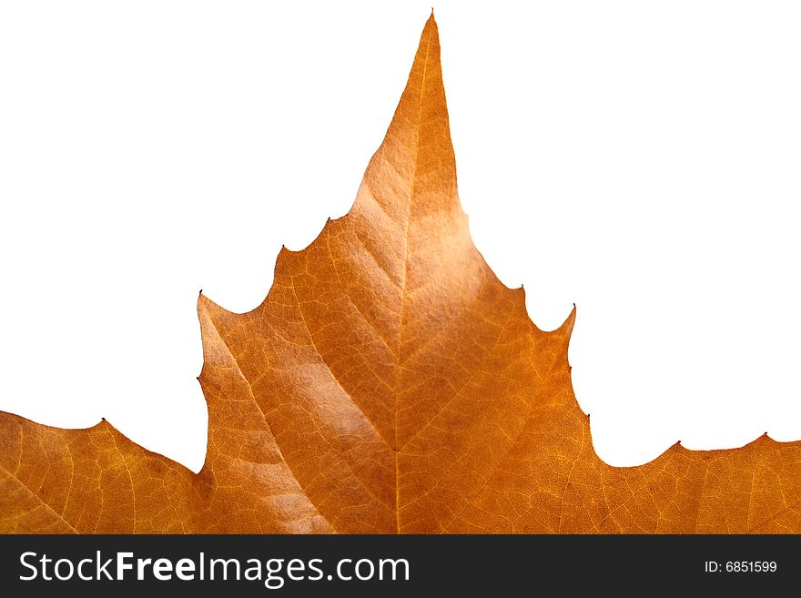 Yellow isolated maple leaves on a white background