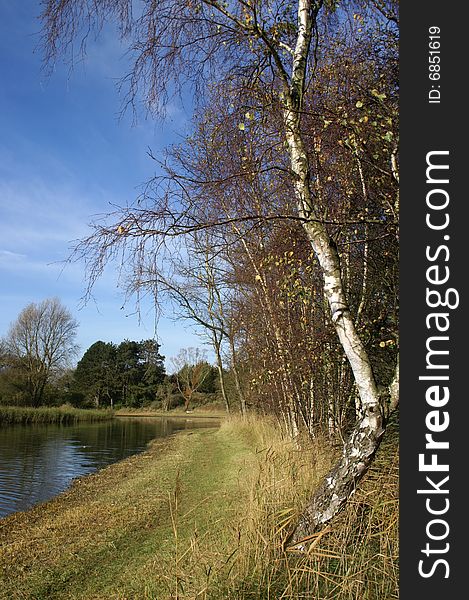 Birch Alongside A Canal