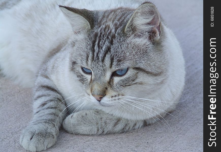 A thoughtful cat show its blue eyes