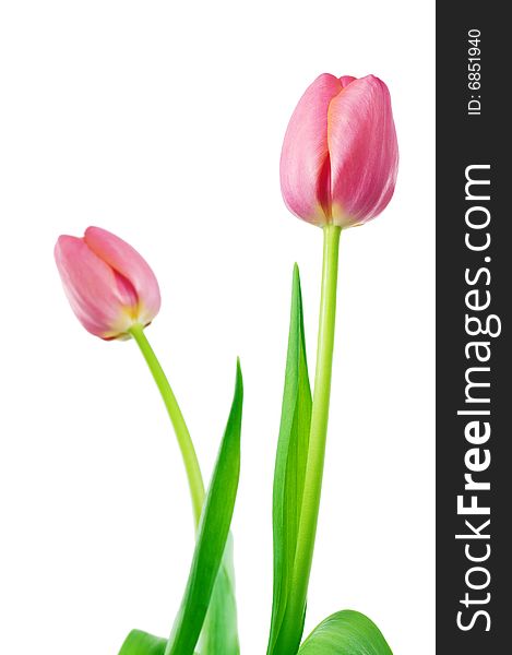 Pink tulips isolated on white background