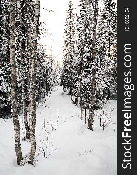 Winter landscape - trees under snow in Finnish Lapland. Winter landscape - trees under snow in Finnish Lapland