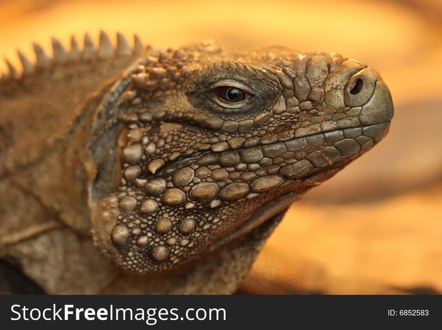Closeup of head of iguana