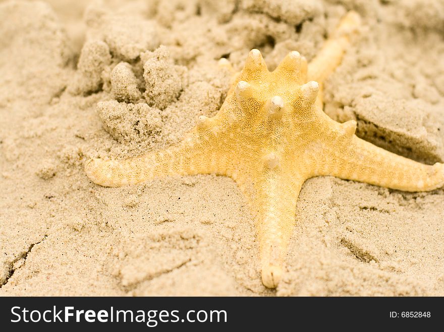 Starfish on sand close up