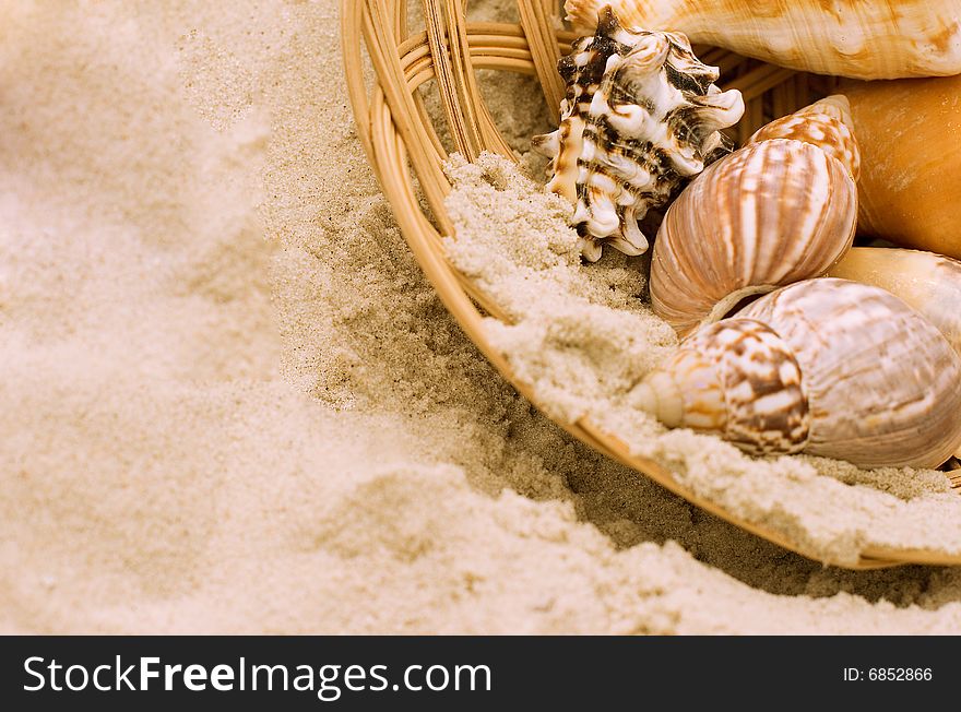 Shells In The Basket