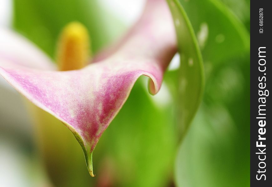 Macro flower of cala on a colore background