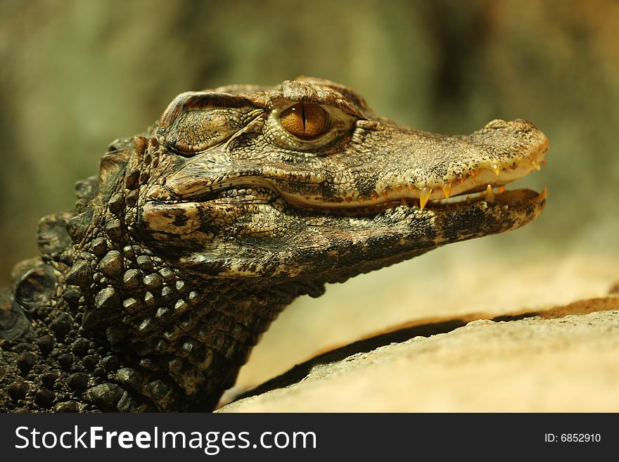 Closeup of head of crocodile