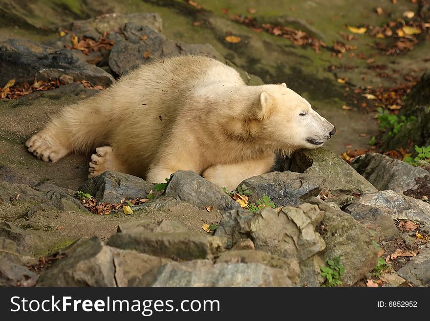 Young tired polar bear from ZOO Ostrava