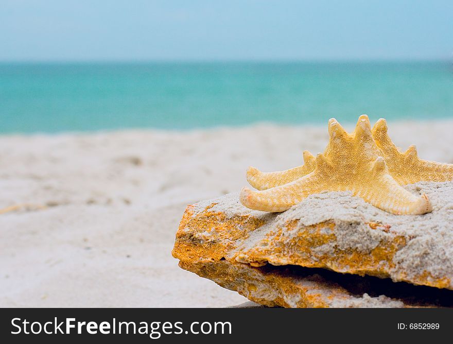 Starfish on a stone over sea background