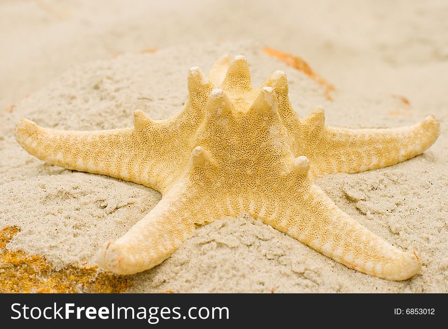 Starfish on sand close up