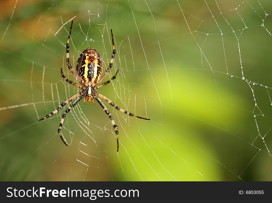 Close-up of large colored spider