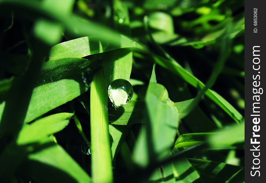 Drop of dew on a green grass