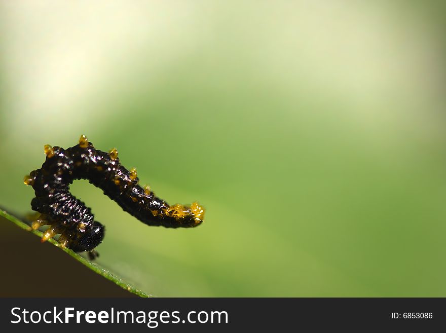 Close-up of cute caterpillar. Close-up of cute caterpillar