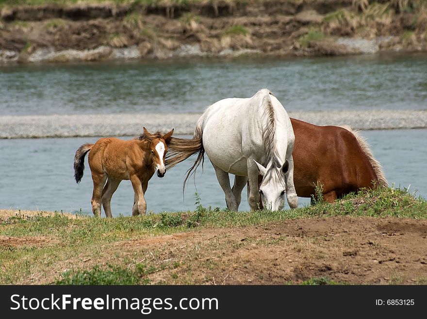 Horses in the watering place