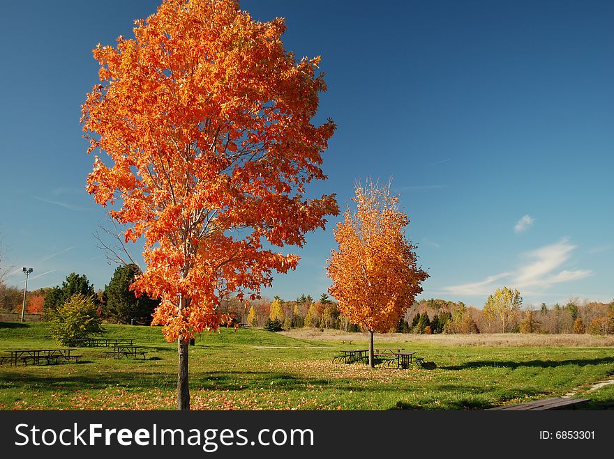 Maple trees turning red in Fall