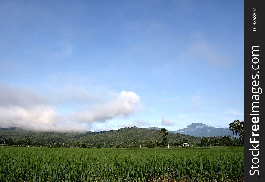 Paddy field of thailand country and north country in chomthong chiangmai