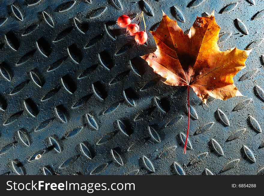 Maple leaf and hawthorn berries