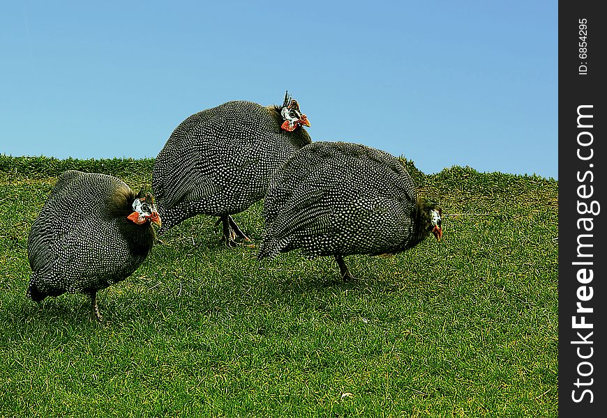 Three guinea fowls walk on a grass. Three guinea fowls walk on a grass