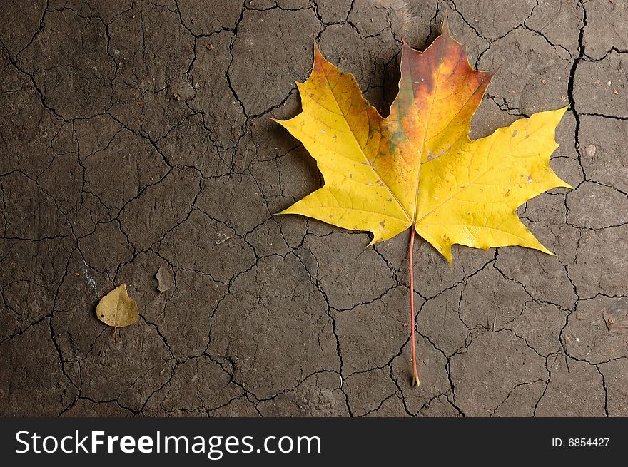 Maple leaf. The cracked soil.