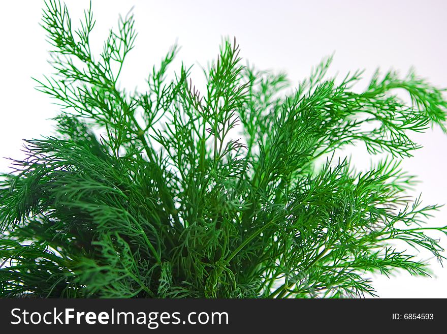 Bunch of dill on white background
