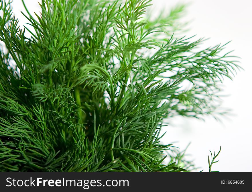 Bunch of dill on white background