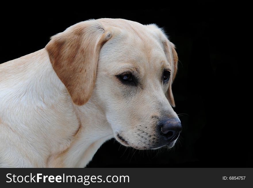 Cute yellow labrador on a black background