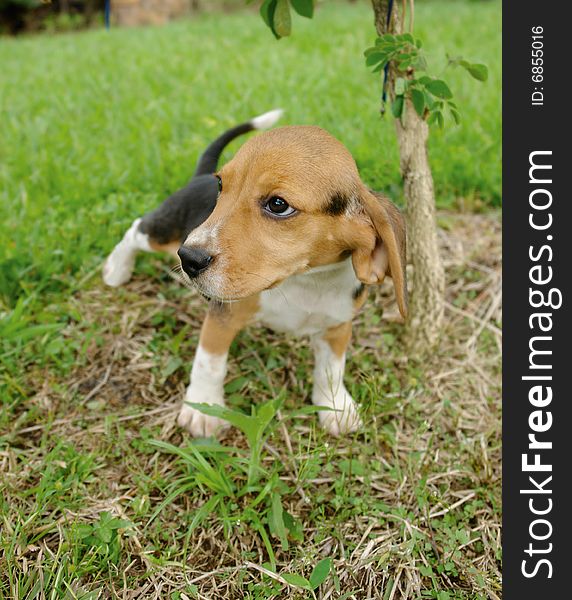 Pure breed beagle puppy standing in the grass