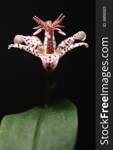 Photo of a toad lily against a black background.