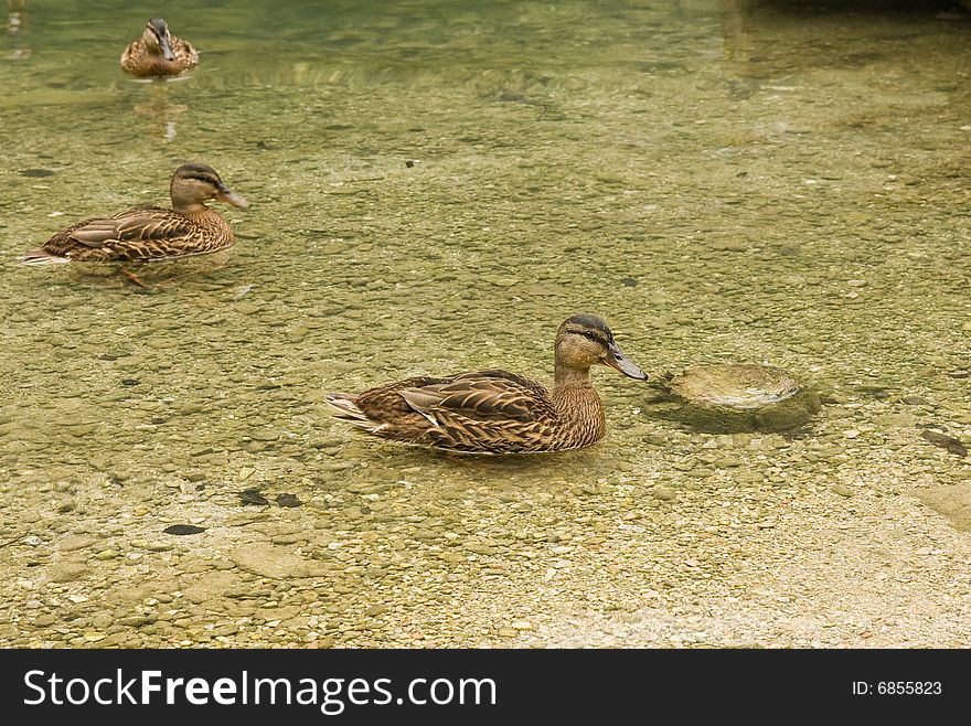 Ducks on the clear lake. Ducks on the clear lake