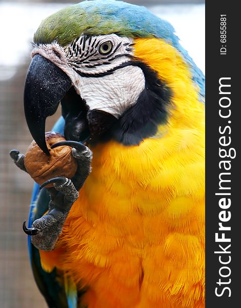 Close up of macaw eating walnut