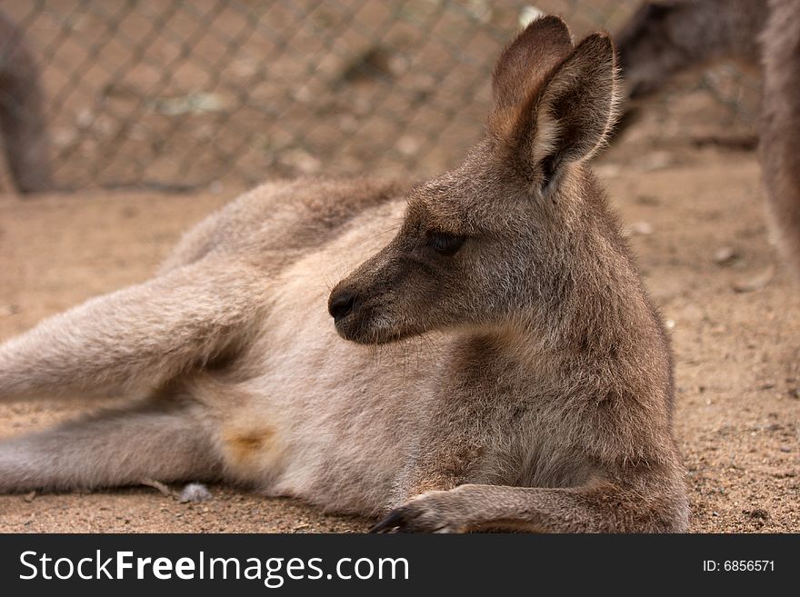 Kangaroo is resting on the ground. Kangaroo is resting on the ground