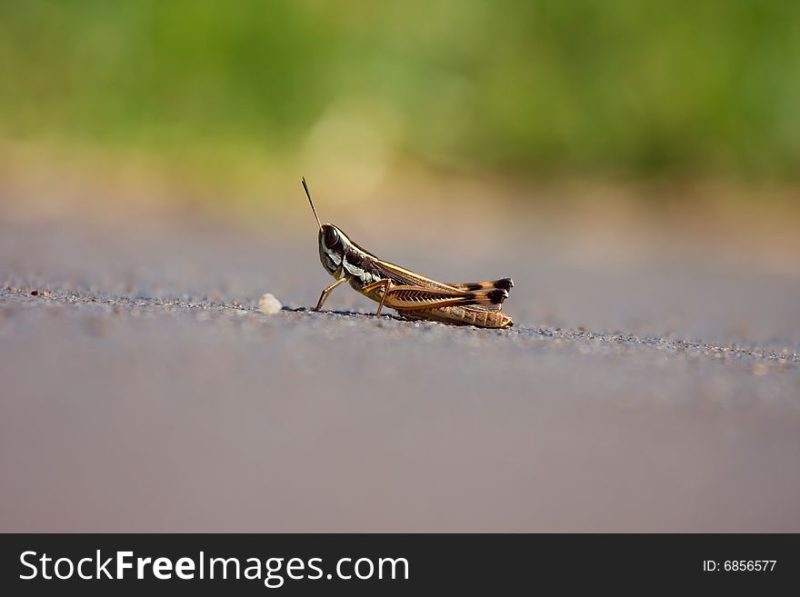 Grasshoper on the road, close-up. Grasshoper on the road, close-up