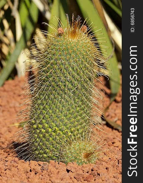 Close-up of cactus in botanic garden. Close-up of cactus in botanic garden