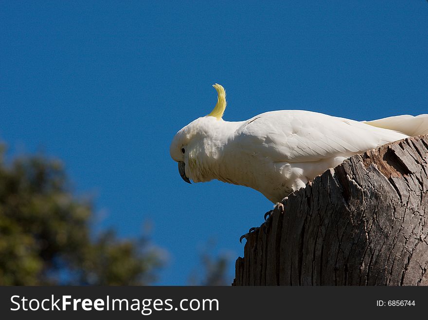 Sulphur-crested Cockatoo