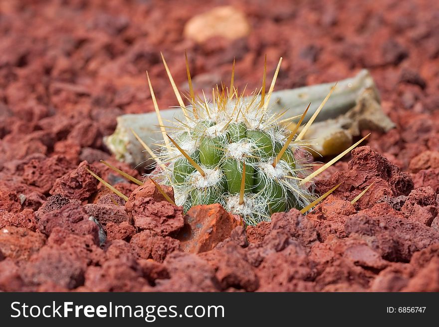 Close-up of cactus in botanic garden. Close-up of cactus in botanic garden