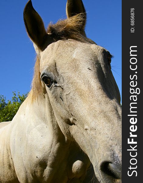 Close up of Quarter Horse looking directly into the camera.