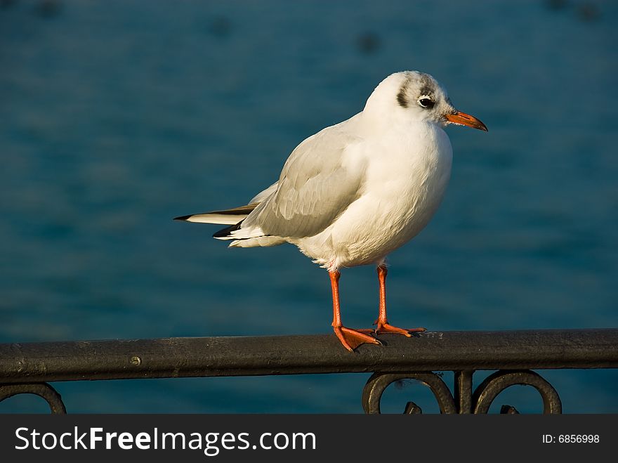 A seagull sitting on a balustrade and watching.