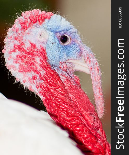 Turkey with blue around eye and red neck