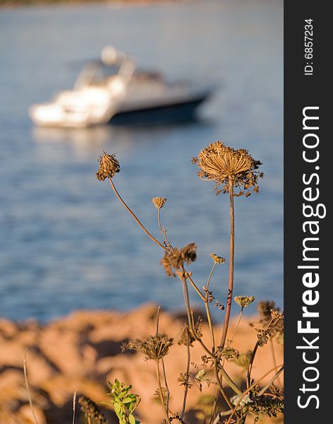 Vegetation on sardinian coast with boat in background. Vegetation on sardinian coast with boat in background