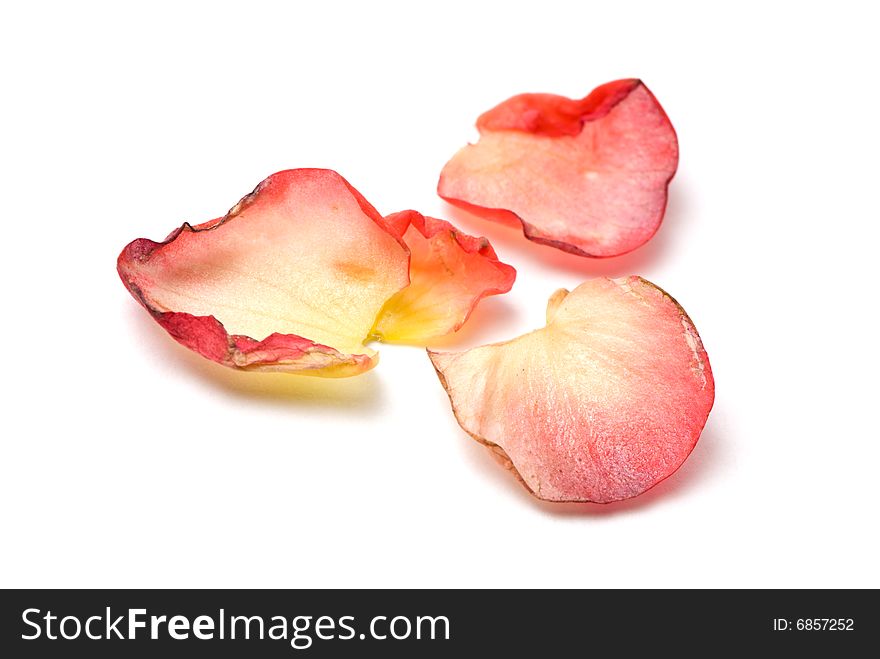 Red and yellow petals on white surface. Red and yellow petals on white surface