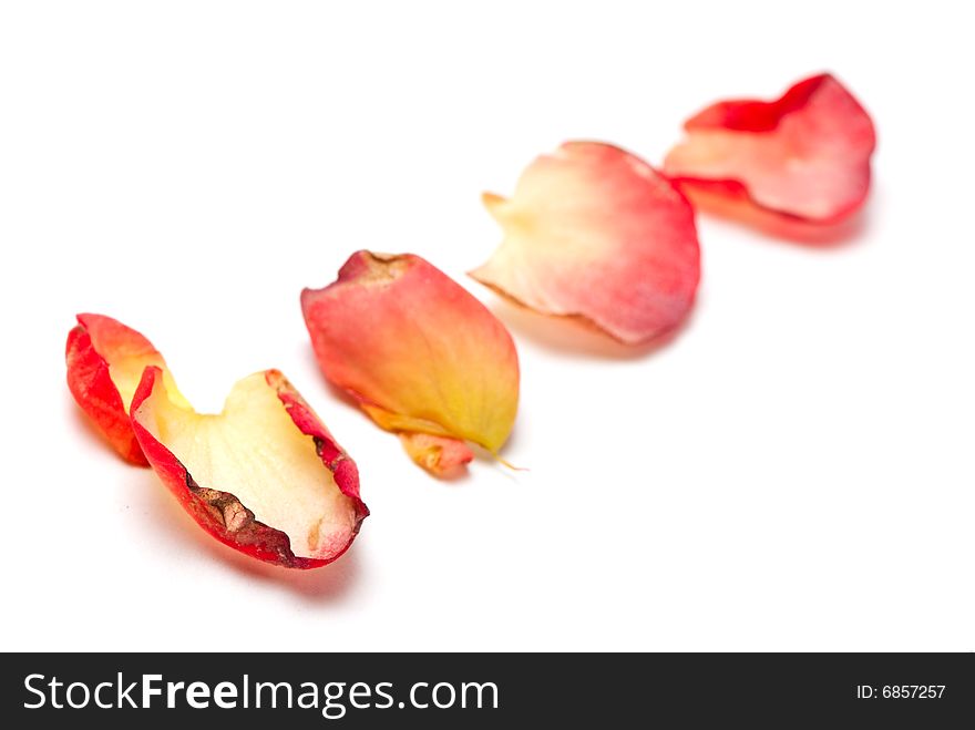 Four red and yellow rose petals on white background