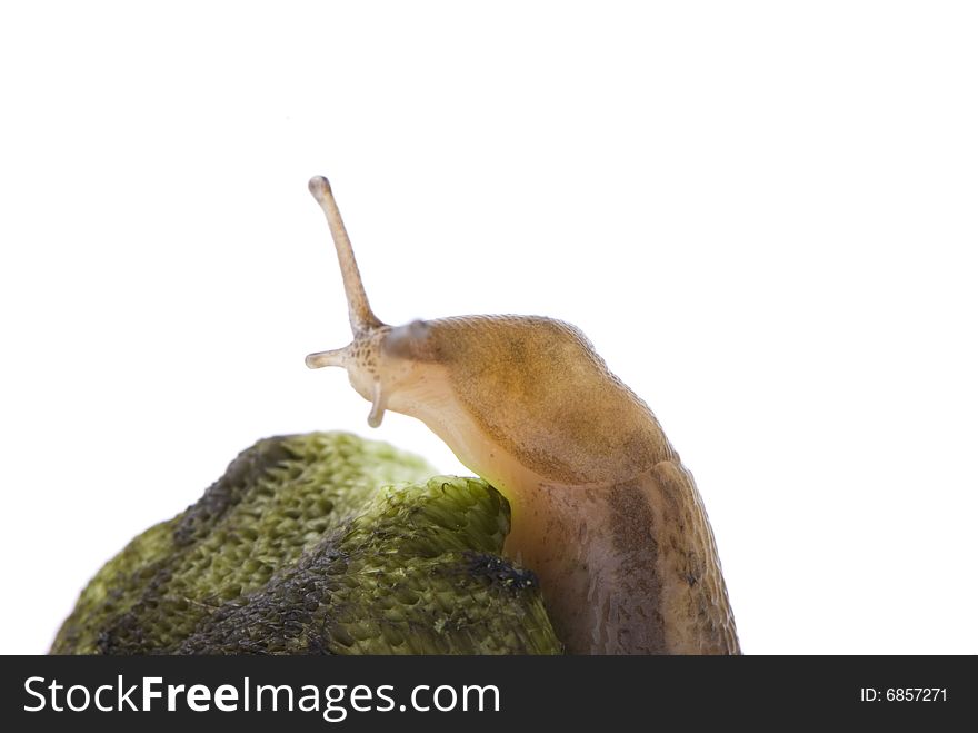 Little snail on a piece of mushroom against white background