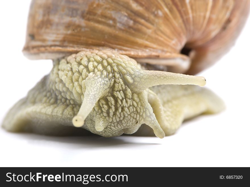 Garden snail detail on white background. Garden snail detail on white background