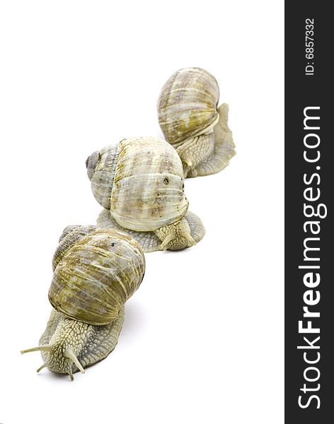 Three Snails