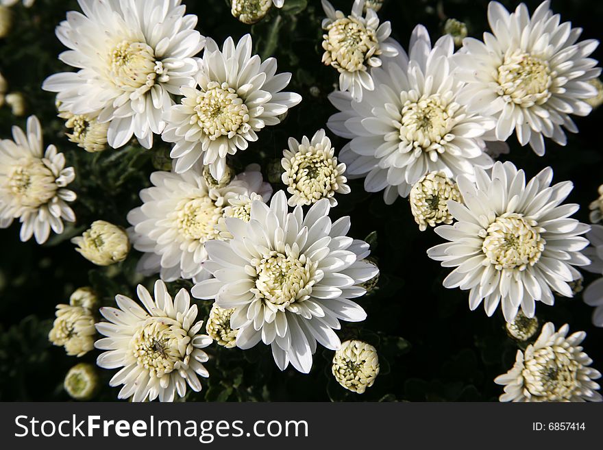 Flower background