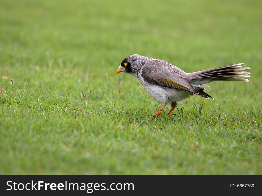 Close-up of Noisy Minor bird on the grass. Close-up of Noisy Minor bird on the grass