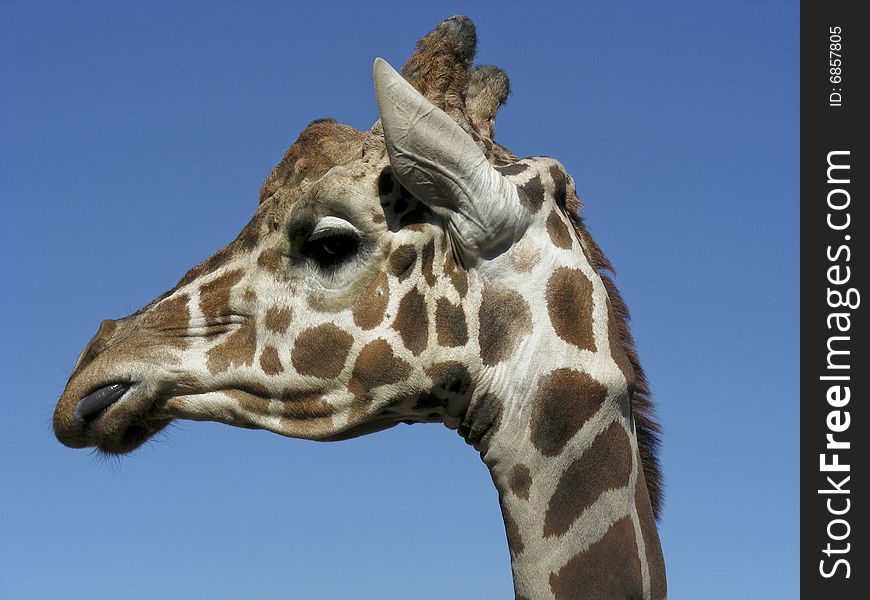 A giraffe licking his lips and looking pleased with himself.