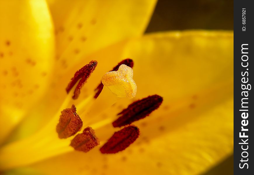 Closeup of the center of a pretty orange lily.