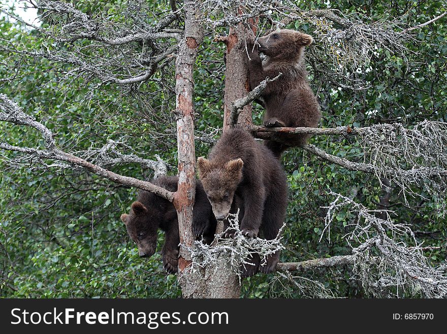 3 Grizzly cubs in Tree, Katmai National Park, Alaska. 3 Grizzly cubs in Tree, Katmai National Park, Alaska