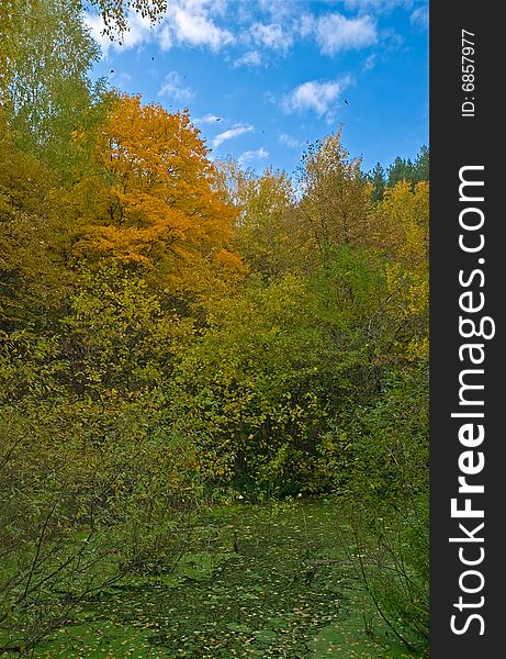 Autumn landscape with blue sky, trees and swamp. Autumn landscape with blue sky, trees and swamp.